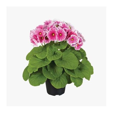 Flor Primula P14