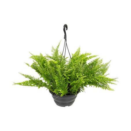Flor samambaia variada C21