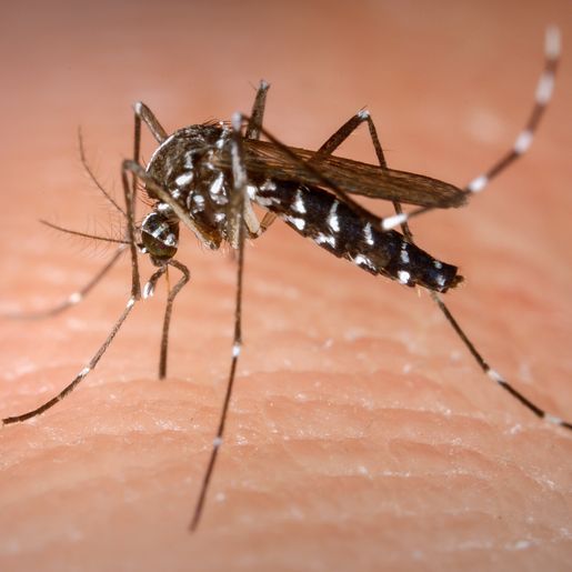 Santa Helena acumula 40 casos de dengue no ano