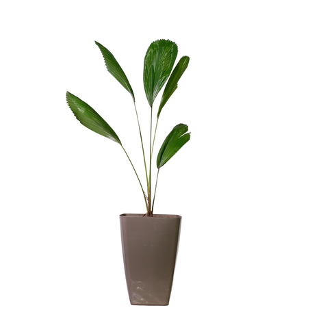 Planta Palmeira Licuala P23 Dc
