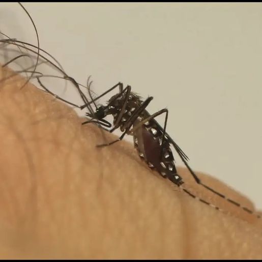 Dengue causa mais de 120 mortes em SC nos primeiros quatro meses de 2024