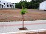 Prefeitura de SJCedro trabalha no plantio de árvores