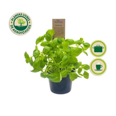 Flor manjericao verde eco flores p11