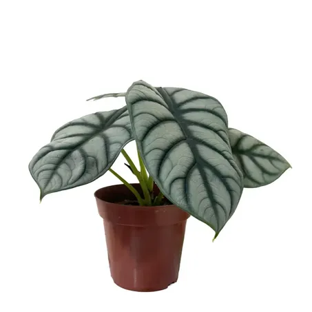 Alocasia Pt12 