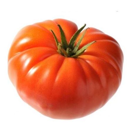 Nt-tomate gaucho kg