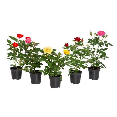 Roseira Pt06 Mini 