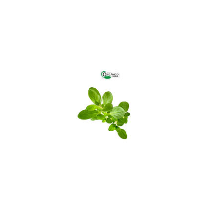 MANJERONA BLUMENAU 30G