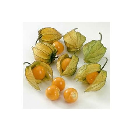 PHYSALIS KG