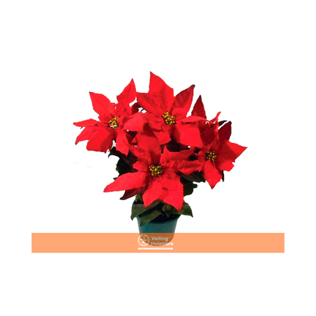 POINSETTIA VERMELHA P14