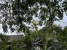 Árvore cai sobre residência no centro de SMO