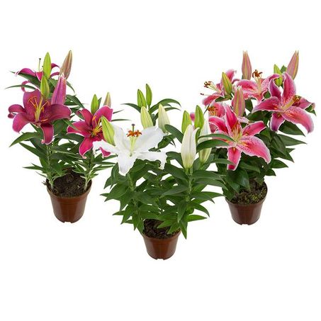 Flor lirio variado P16
