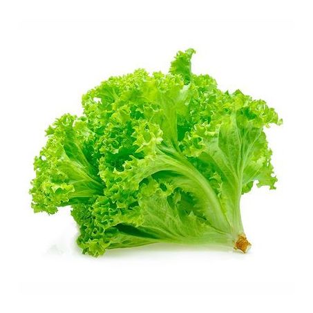 Alface crespa un vassoler