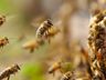 Ataque de abelhas deixa três pessoas feridas e dois cachorros mortos em São José do Cedro
