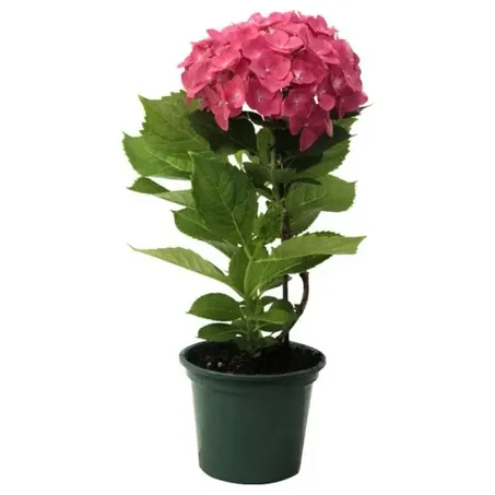 Hortensia P15 