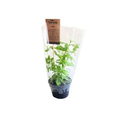  CIDRO  ECOFLORES MUDA UNIDADE 