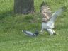 VÍDEO: Águia trava luta com pato de plástico e viraliza na web