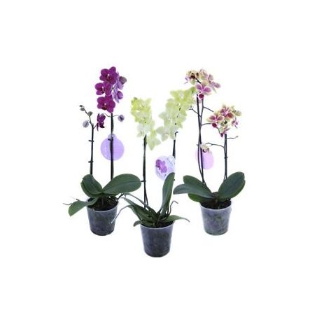 Flor orquidea phalaenopsis mix p12 decorada