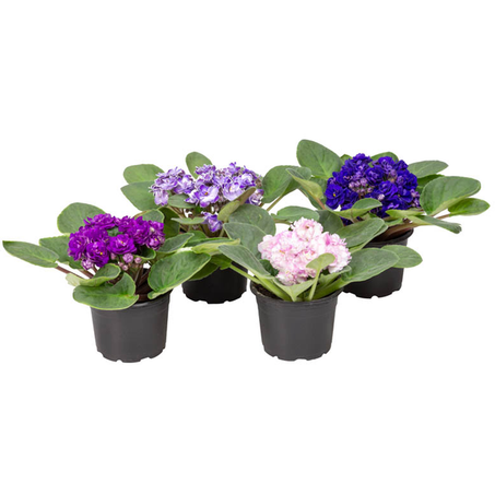 FLOR VIOLETA VASO UNID