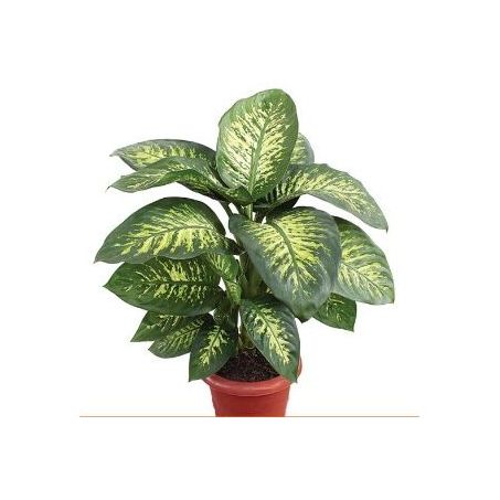 Planta Dieffenbachia Tropic P15