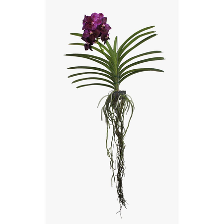 Flor Orquídea Vanda