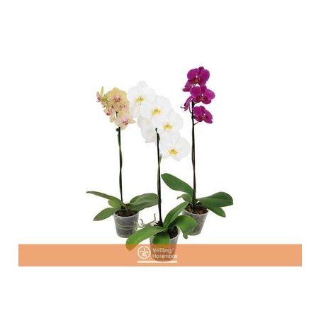 PLANTA NATURAL PHALAENOPSIS P12 MULTIFLORA