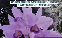 8ª Exposição de Orquídeas de Anchieta continua neste final de semana