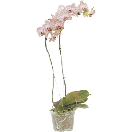 Orquidea Denphalaen P12 