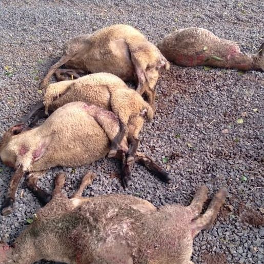 Cães matam ovelhas em propriedade de Guarujá do Sul