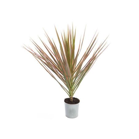Dracena Colorama P12 