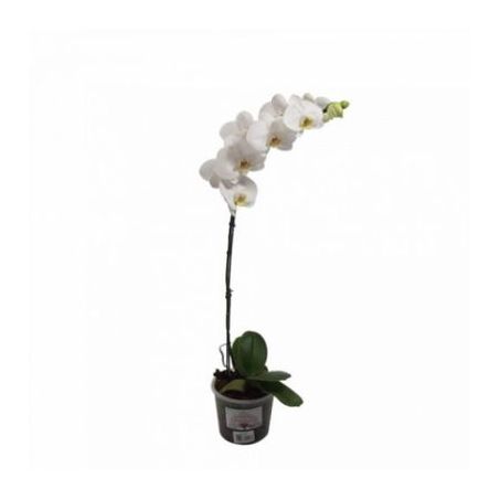 Flor orquidea phale P15 1 haste