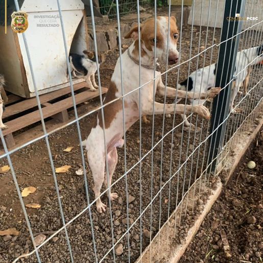 Operação da Polícia Civil resgata cães vítimas de maus-tratos em Tigrinhos