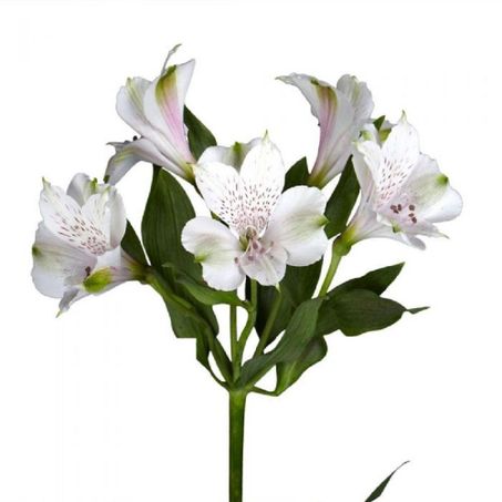 ALSTROEMERIA 
