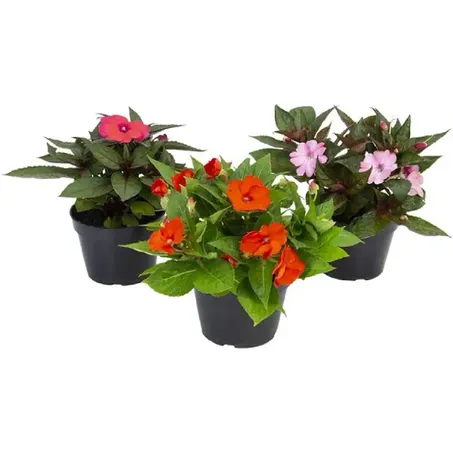 Sunpatiens P13 