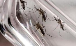 Casos de dengue aumentam em Itapiranga e saúde reforça cuidados