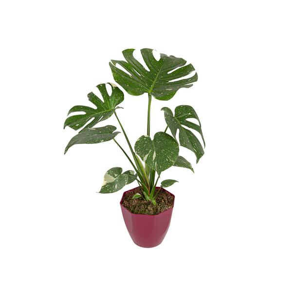 Planta Monstera Thai Constellation P18 | Super Koch