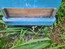 Apicultor registra morte de abelhas e suspeita de envenenamento