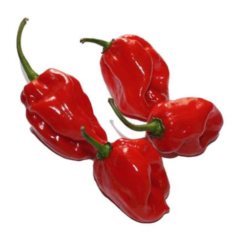 PIMENTA HABANERO KG