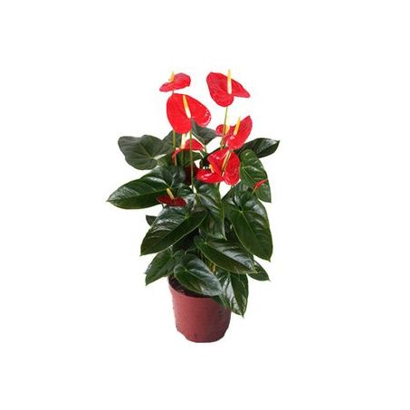 FLOR ANTURIO VARIADO P15