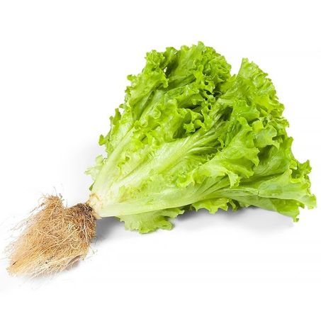 Feira Alface Crespa Hidropônica Vida Natural Un