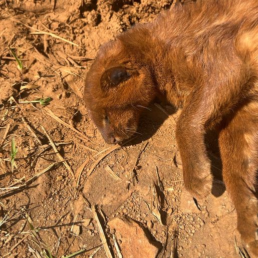 Gato-Mourisco Vermelho é encontrado atropelado no interior de Guarujá do Sul