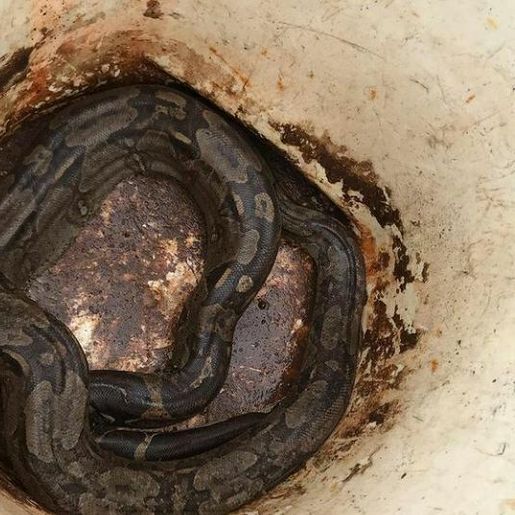 FOTOS: Jiboia é encontrada em carga de tubos em Chapecó