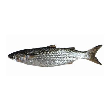 Peixe inteiro tainha kg