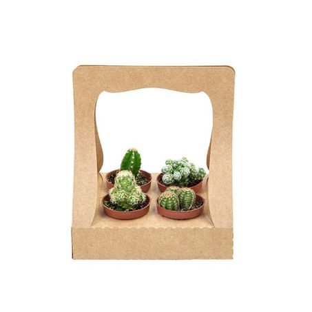 Kit cactus mini c/4un p06
