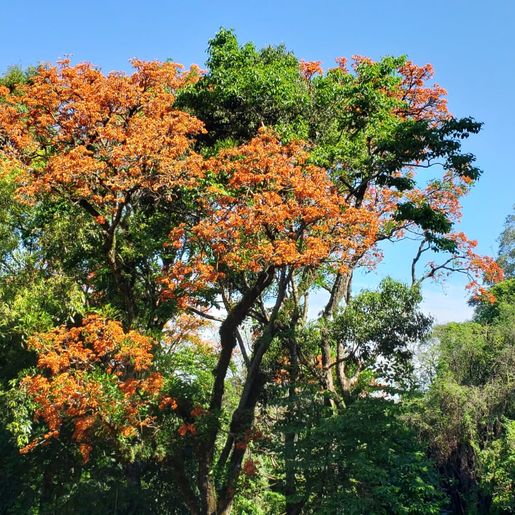 Engenheiro agrônomo destaca floração da corticeira, uma árvore medicinal
