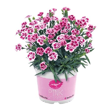 Flor Dianthus Dobrado P11 Und