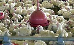 Japão retira embargo e reabre mercado para carne de frango de SC