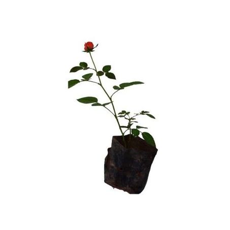Flor roseira muda