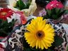 CAESP prossegue Primeiro Feirão de Flores até sexta-feira