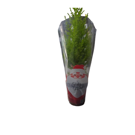 Flor tuia holandesa p9