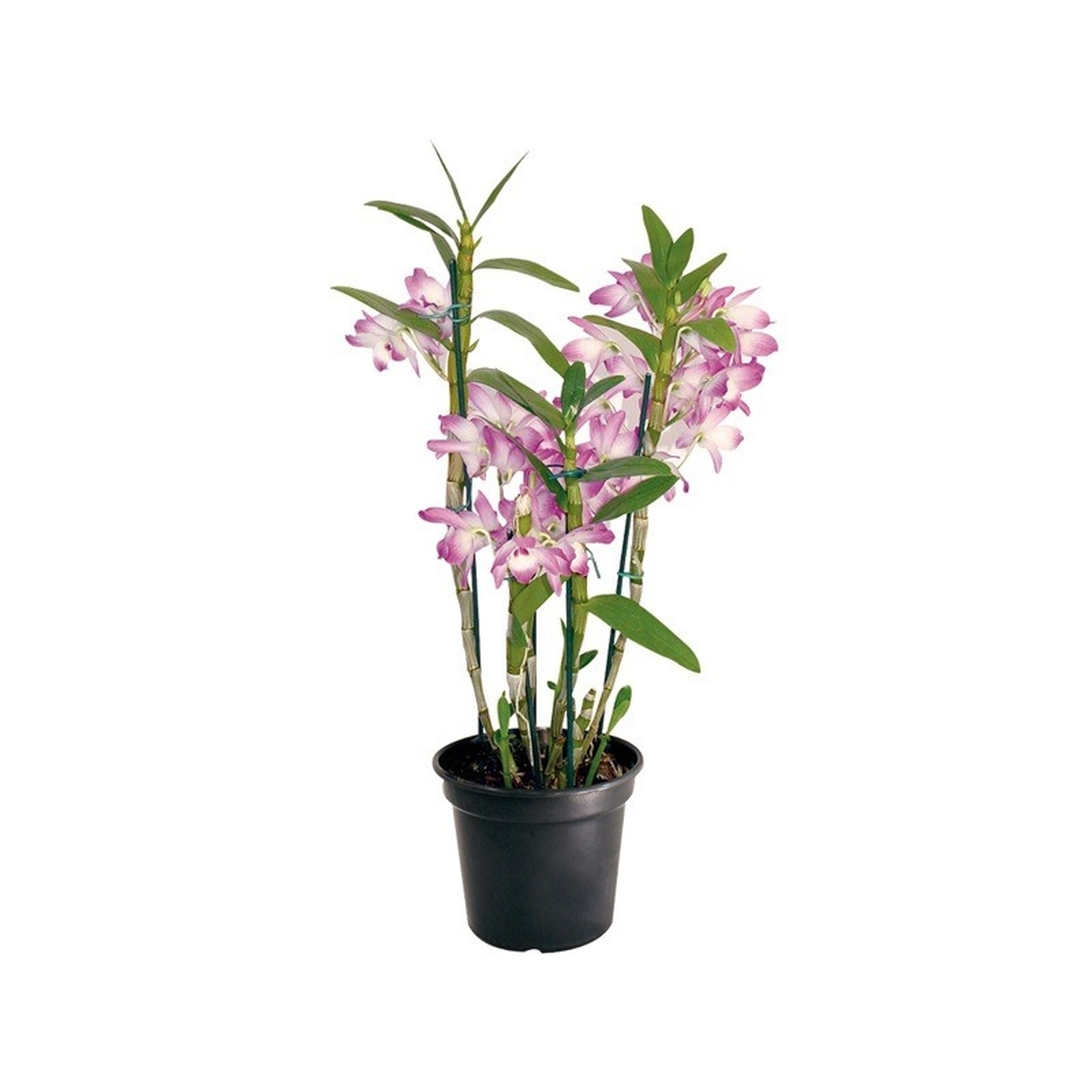 Orquídea　eワンピ　グレー0 Flor Orquídea Dendrobium P15 | Koch Supermercado